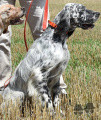 Setter Anglais MAGNUM II DES BOIS DES GUENINS